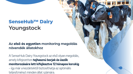 SenseHub Dairy Youngstock borjúfigyelő rendszer